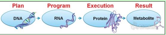 图1.“代谢组学”与“基因组学”、“转录组学”以及“蛋白质组学”的关系。