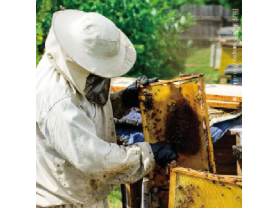 高科技蜂蜜采收